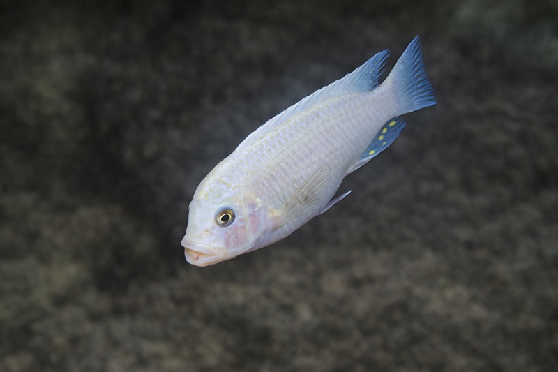 Maylandia callainos 'Luwino Reef'